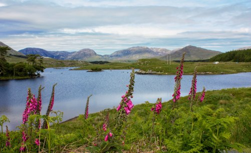 Irlande (Connemara + Galway + Belfast) 030